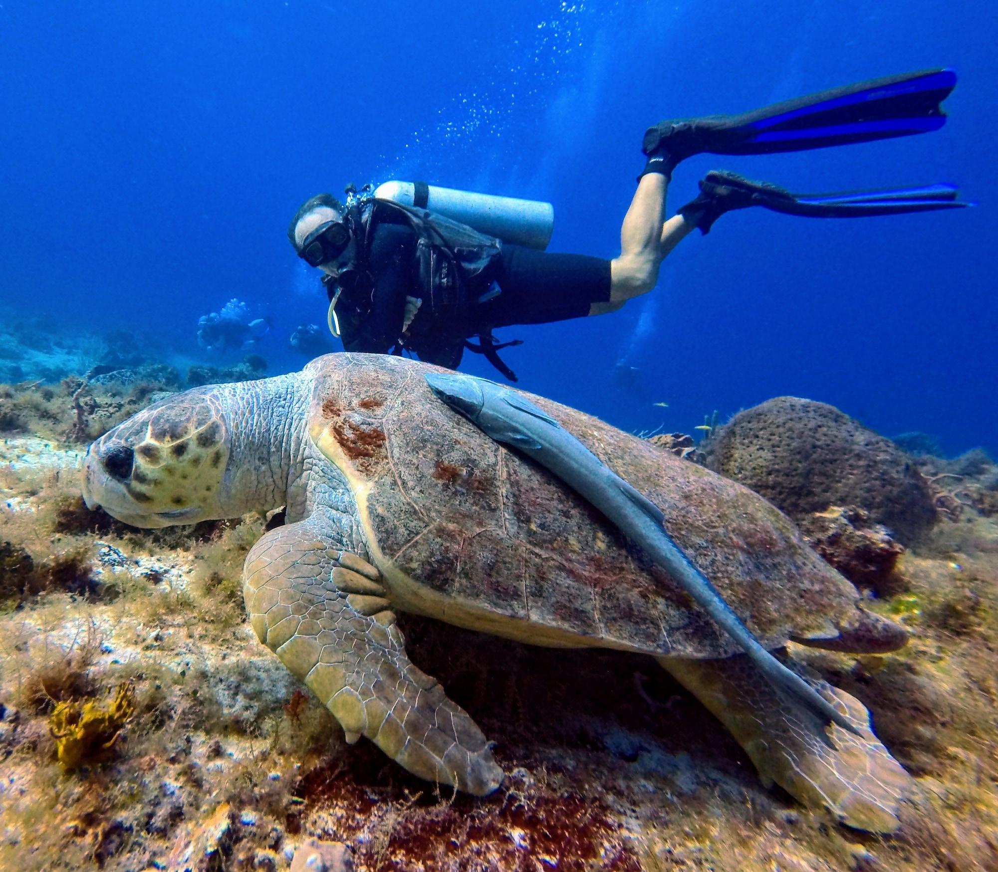 Casa Del Mar & Dive With Free Access To An Exclusive Club 4* Cozumel